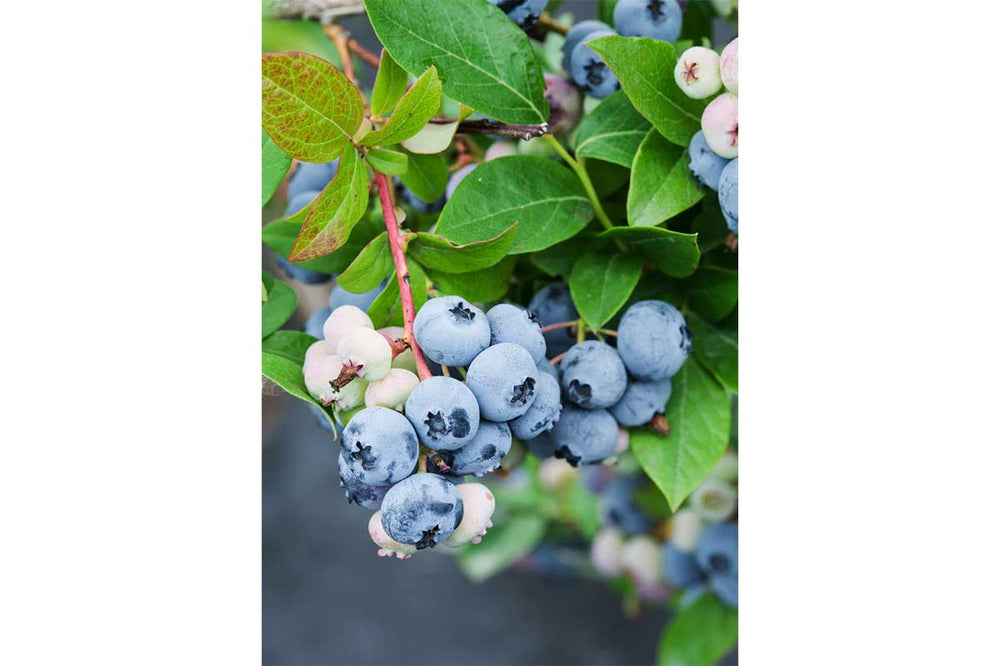 
                  
                    Vaccinium 'Sunshine Blue'®
                  
                