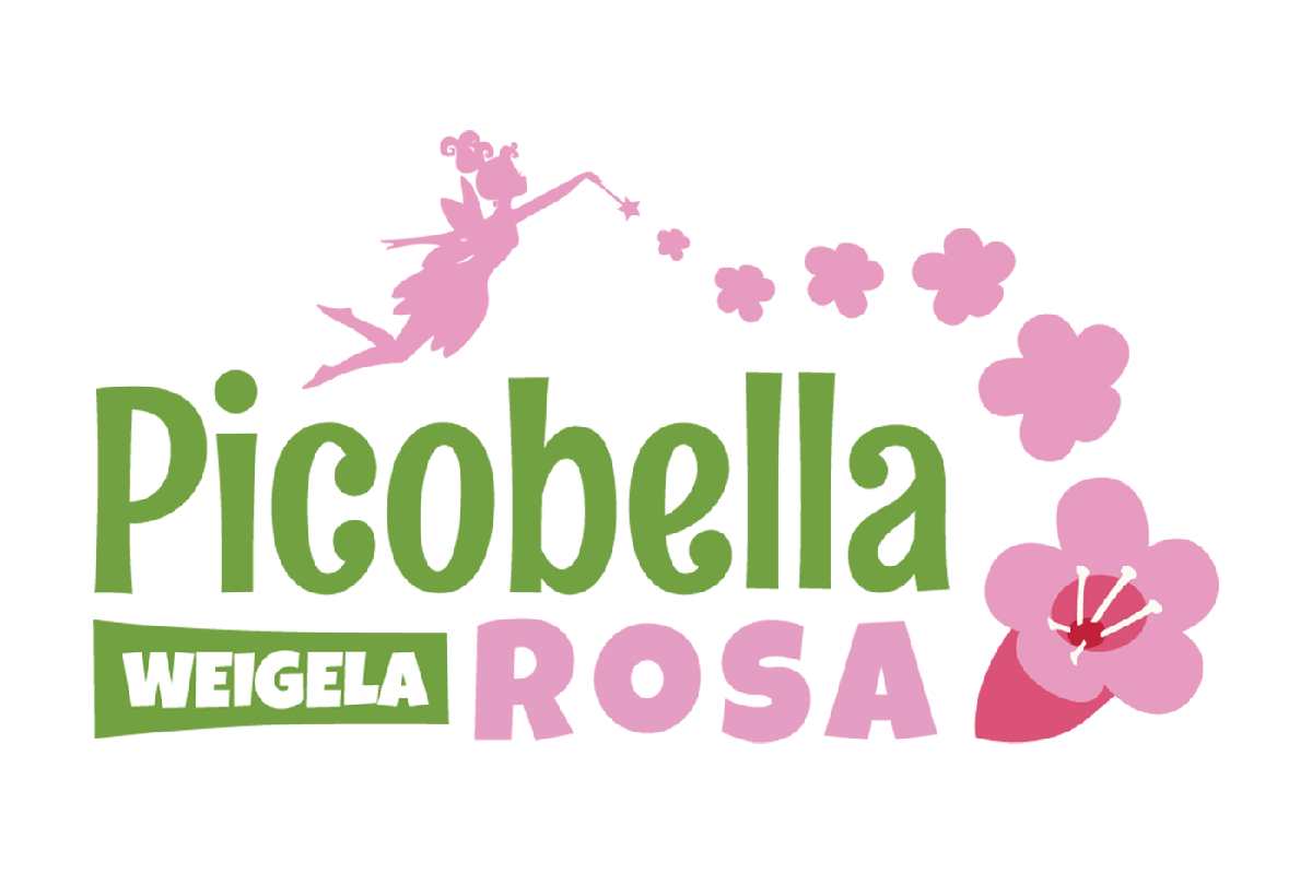Weigela 'Picobella Rosa'® 15cm