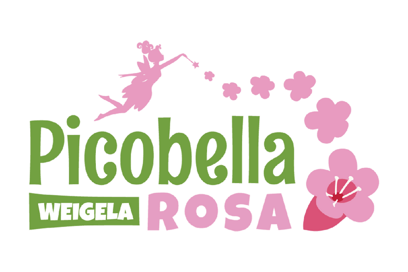 Weigela 'Picobella Rosa'® 15cm
