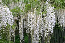 
                  
                    Wisteria floribunda 'alba' - Γλυσίνια λευκή
                  
                