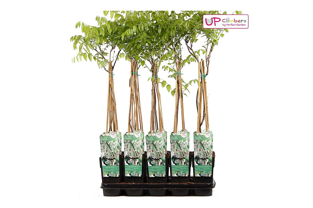 Wisteria floribunda 'alba' - Γλυσίνια λευκή