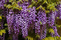 
                  
                    Wisteria floribunda 'black dragon' - Γλυσίνια
                  
                
