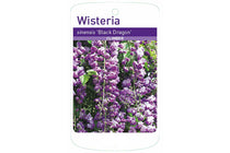 
                  
                    Wisteria floribunda 'black dragon' - Γλυσίνια
                  
                