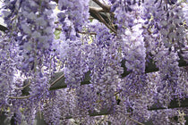 
                  
                    Wisteria floribunda 'naga noda' - Γλυσίνια μπλε-βιολετί
                  
                