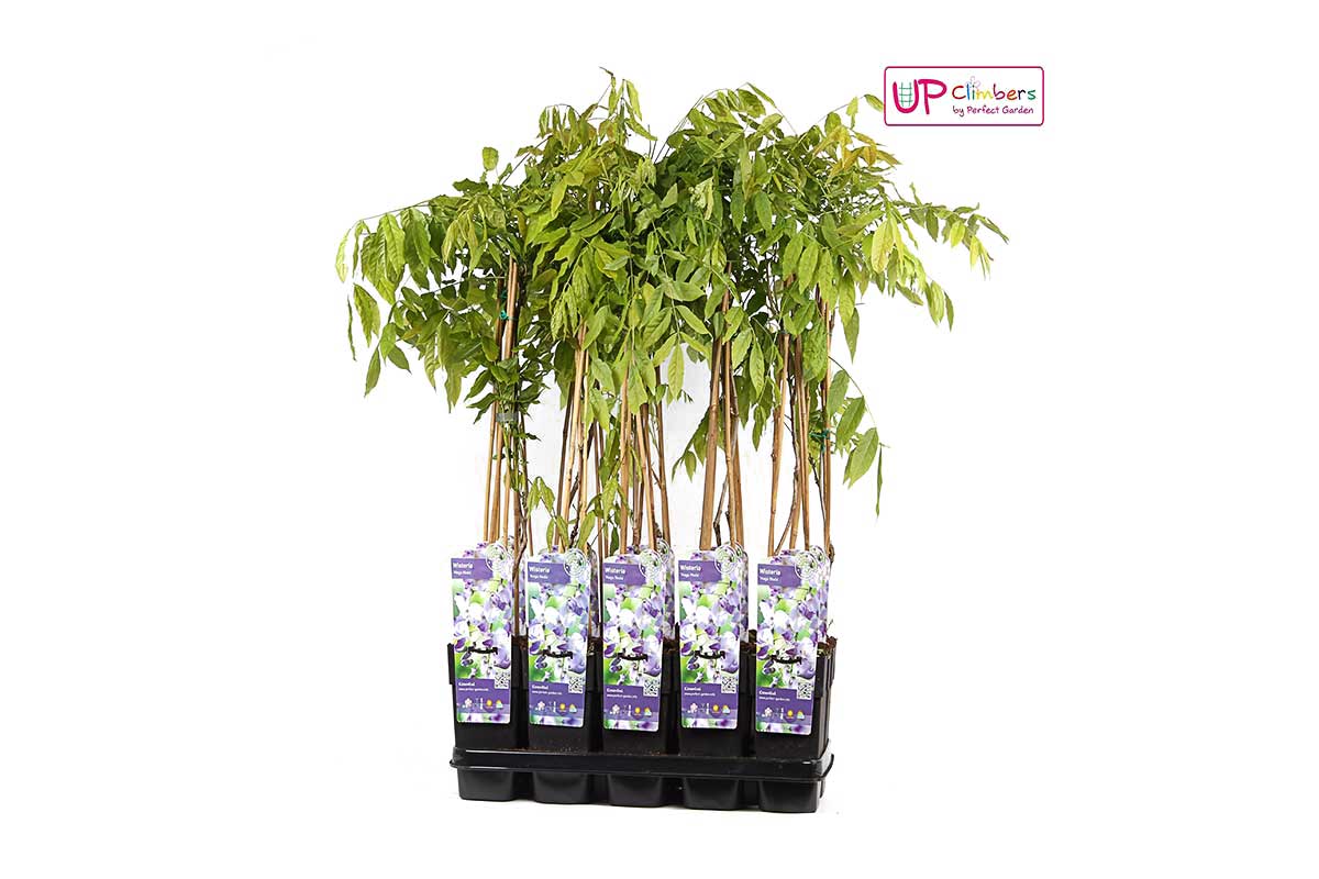 Wisteria floribunda 'naga noda' - Γλυσίνια μπλε-βιολετί