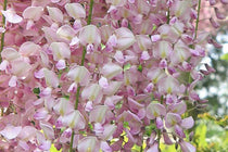 
                  
                    Wisteria floribunda 'rosea' - Γλυσίνια ροζ
                  
                
