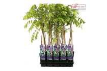 
                  
                    Wisteria sinensis 'prolific' - Γλυσίνια μπλε
                  
                