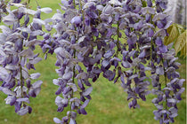 
                  
                    Wisteria sinensis 'prolific' - Γλυσίνια μπλε
                  
                