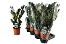 
                  
                    Zamioculcas zamiifolia 'raven' 14cm - Ζάμια μαύρη
                  
                