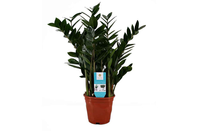 Zamioculcas zamiifolia 14cm