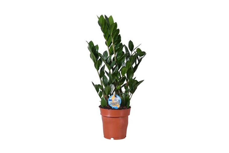 Zamioculcas zamiifolia 17cm