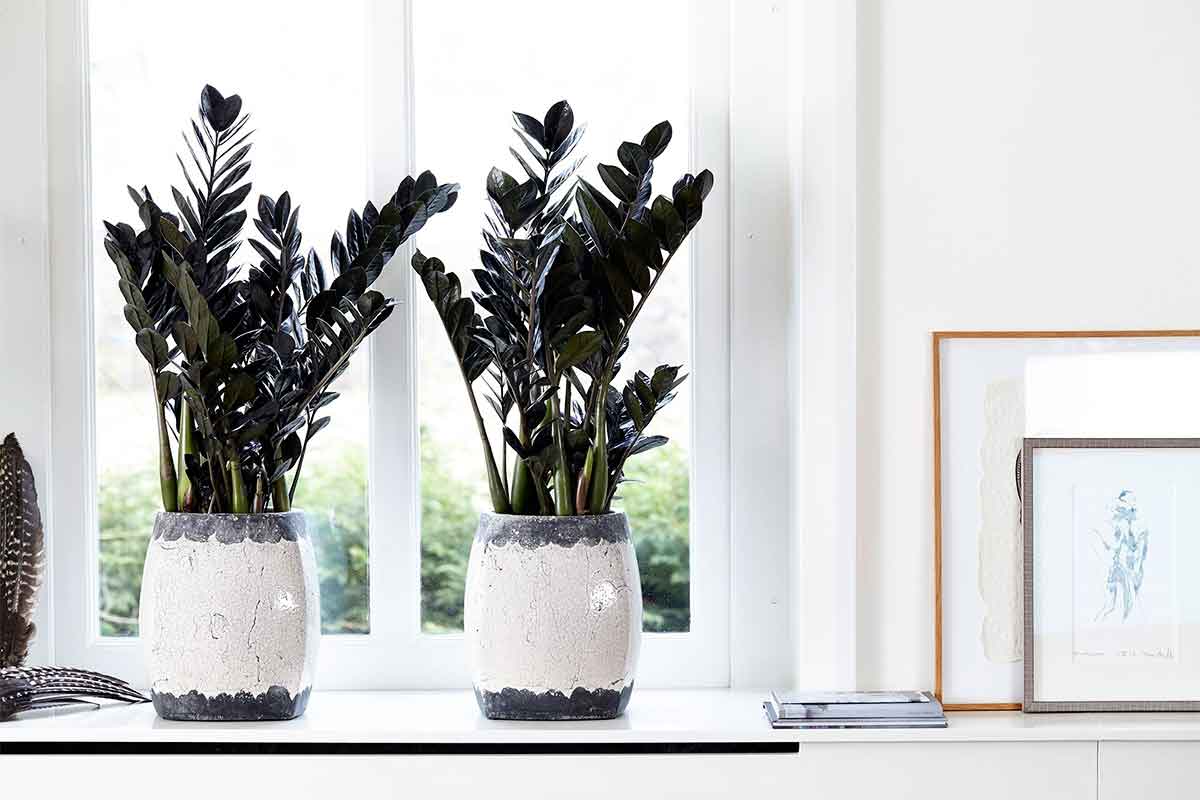 Zamioculcas 'raven' - Πρόταση διακόσμησης