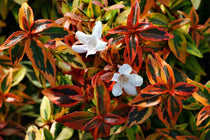 
                  
                    Abelia 'Kaleidoscope'® 19cm
                  
                