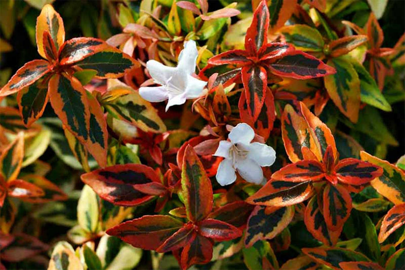 Abelia 'Kaleidoscope'® 19cm