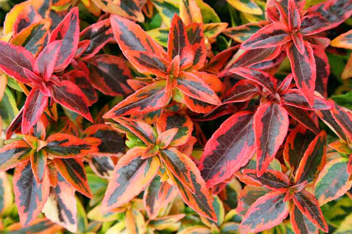 Abelia 'Kaleidoscope'® 19cm