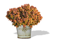 
                  
                    Abelia 'Kaleidoscope'® 19cm
                  
                