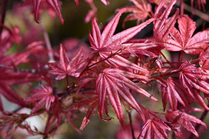 Acer palmatum 'Beni Maiko'® 19cm - Άτσερ