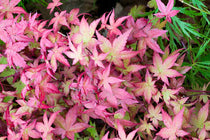 
                  
                    Acer palmatum 'Beni Maiko'® 19cm - Άτσερ
                  
                