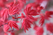 
                  
                    Acer palmatum 'Beni Maiko'® 19cm - Άτσερ
                  
                