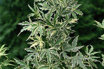 
                  
                    Acer palmatum 'Butterfly'® - Άτσερ
                  
                