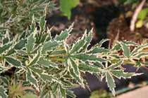 
                  
                    Acer palmatum 'Butterfly'® - Άτσερ
                  
                