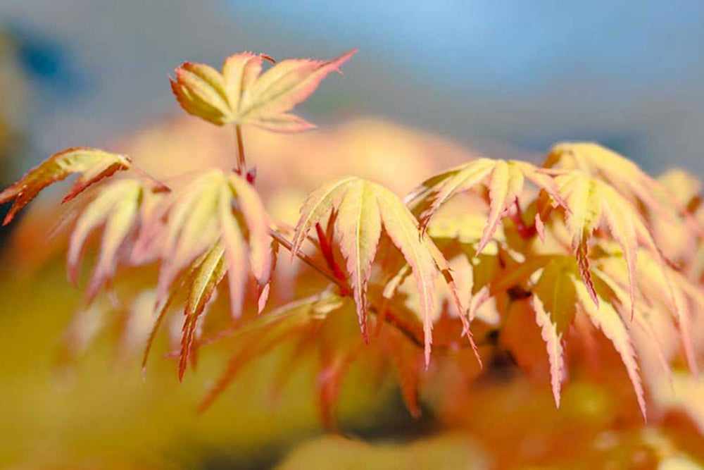 
                  
                    Acer palmatum 'Katsura'® - Άτσερ
                  
                
