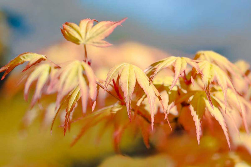Acer palmatum 'Katsura'® - Άτσερ