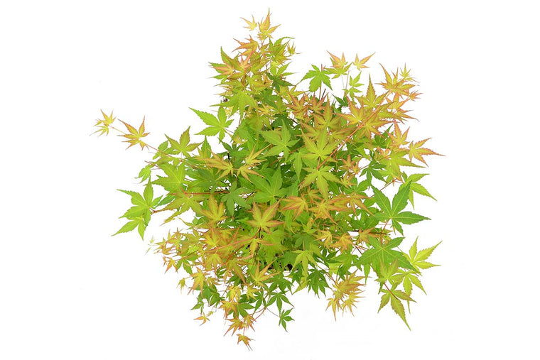 Acer palmatum 'Katsura'® - Άτσερ
