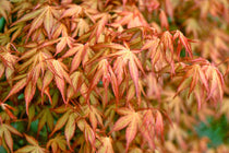 
                  
                    Acer palmatum 'Katsura'® - Άτσερ
                  
                