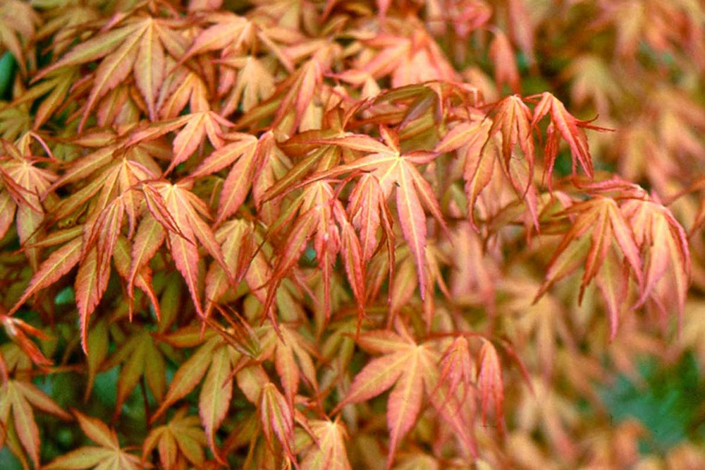 
                  
                    Acer palmatum 'Katsura'® - Άτσερ
                  
                