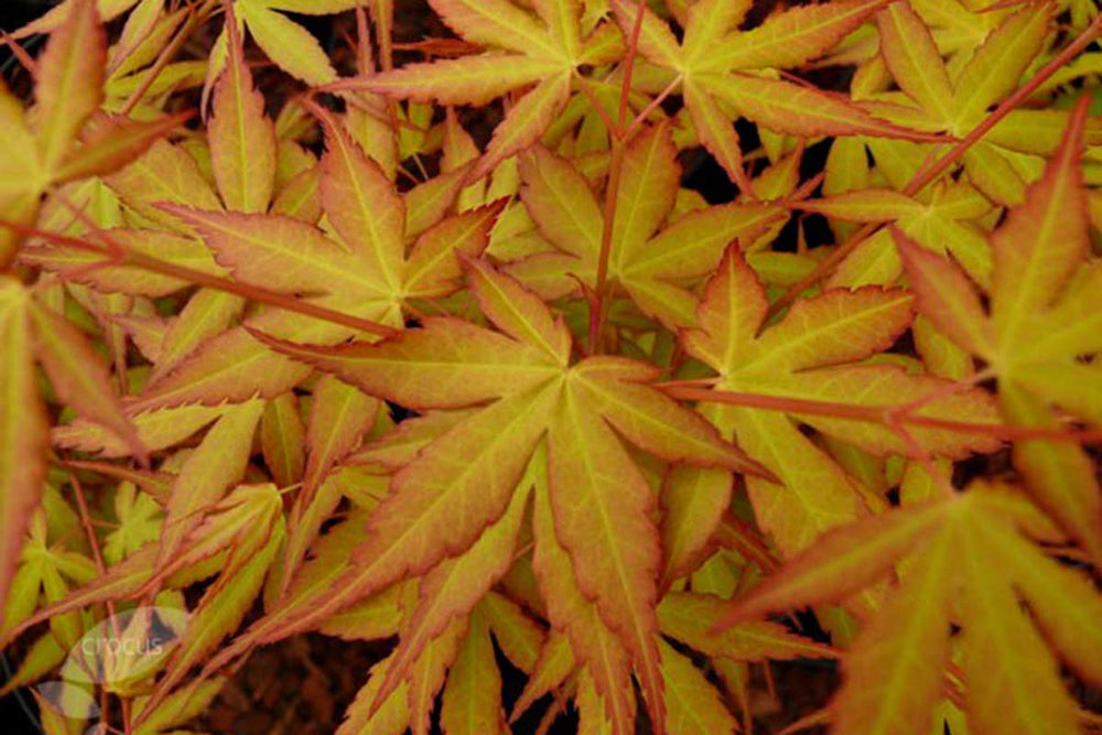 
                  
                    Acer palmatum 'Katsura'® - Άτσερ
                  
                