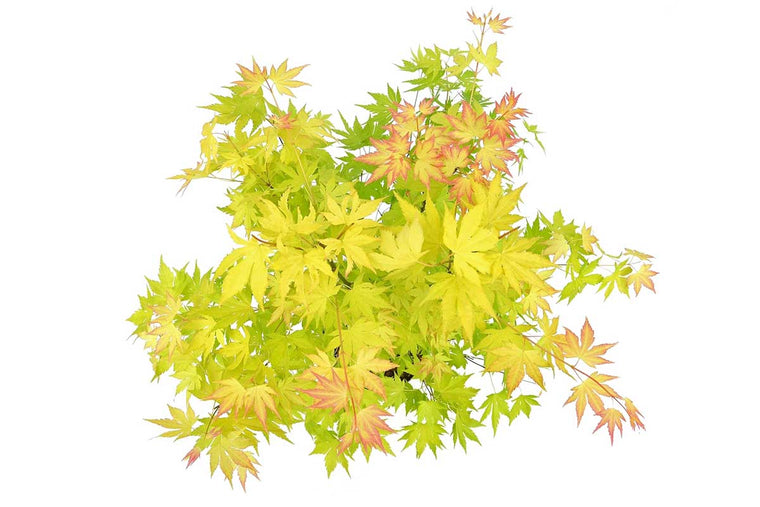 Acer palmatum 'Orange Dream'® - Άτσερ