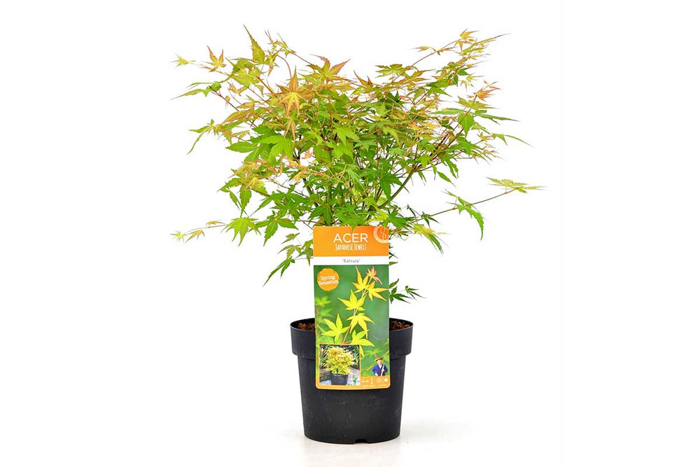 
                  
                    Acer palmatum 'Katsura'® - Άτσερ
                  
                