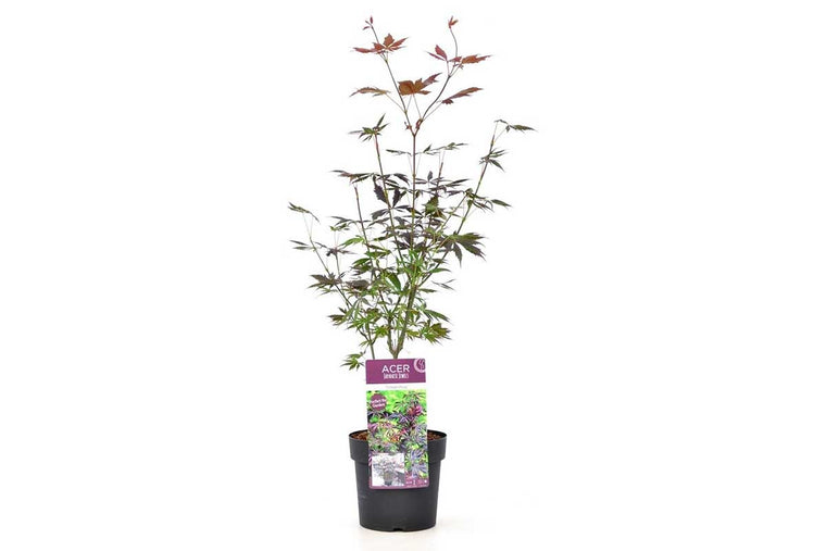 Acer 'Trompenburg'® 19cm