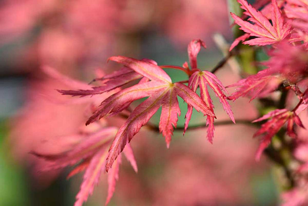 
                  
                    Acer palmatum 'Wilson's Pink Dwarf'® 19cm - Άτσερ
                  
                