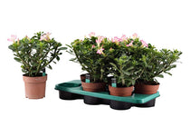
                  
                    Adenium obesum pink 14cm - Αντένιουμ
                  
                