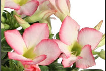 
                  
                    Adenium obesum pink 14cm - Αντένιουμ
                  
                