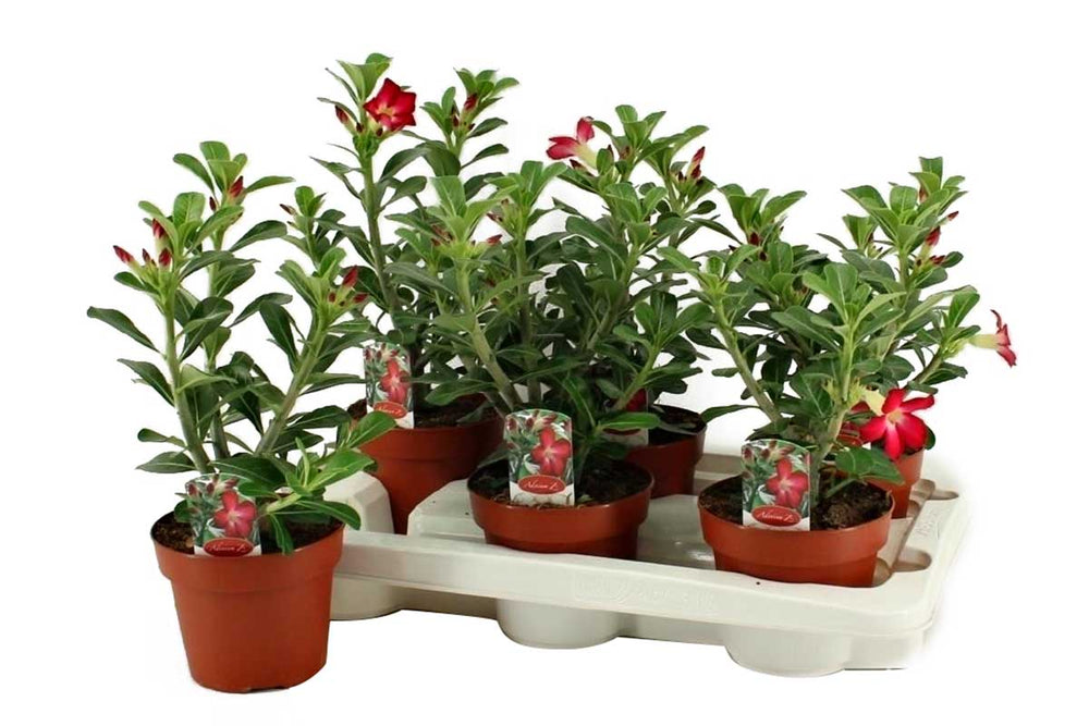 
                  
                    Adenium obesum "Anouk" 14cm - Αντένιουμ
                  
                
