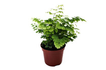 
                  
                    Adiantum raddianum 'fritz luthi' - Αδίαντο
                  
                