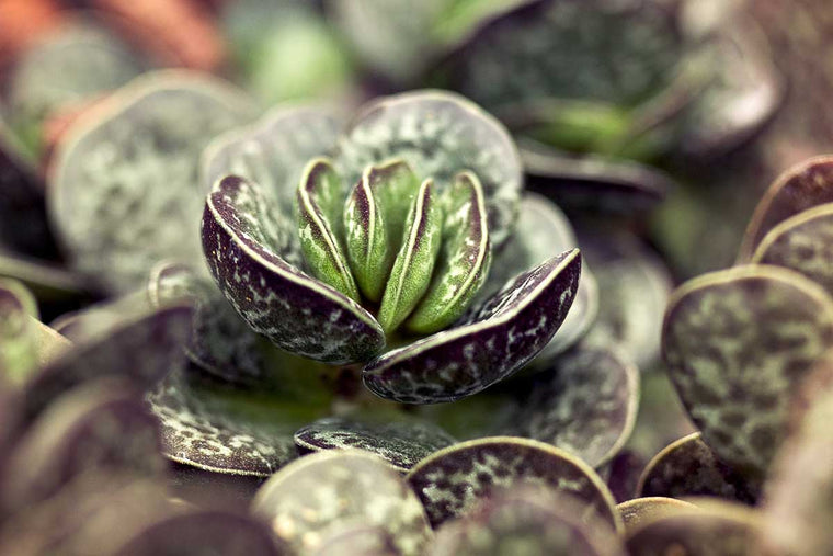 Adromischus trigynus