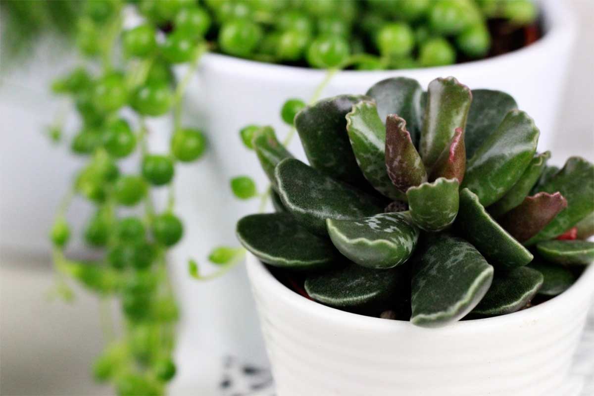 Adromischus cooperi  - Πρόταση διακόσμησης