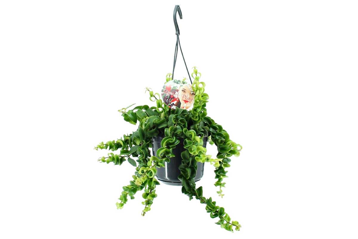Aeschynanthus 'rasta' hanging basket 15cm