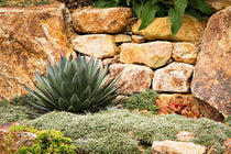 
                  
                    Agave ‘Blue Glow’
                  
                