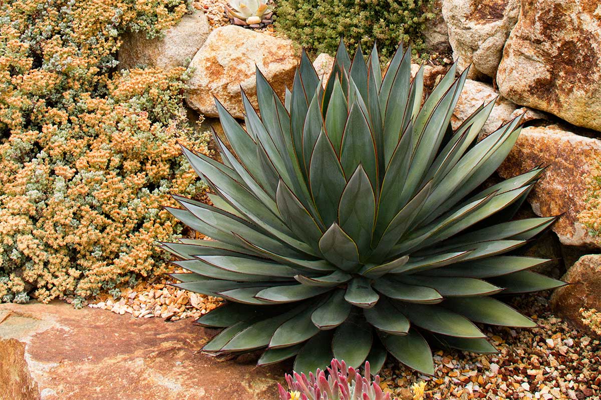 Agave 'Blue Glow' — Αγαύη | Greenleaf – Greenleaf Garden Center