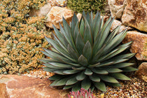 
                  
                    Agave ‘Blue Glow’
                  
                
