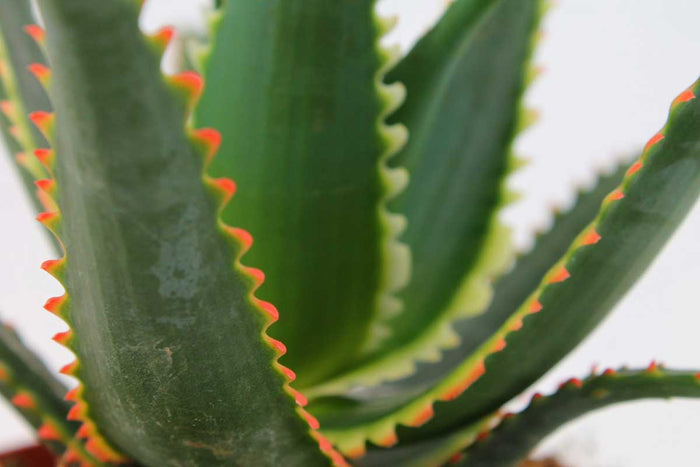 Aloe 'Jurassic Dragon' 10.5cm