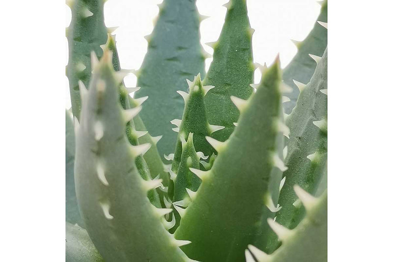 Aloe brevifolia 10.5cm