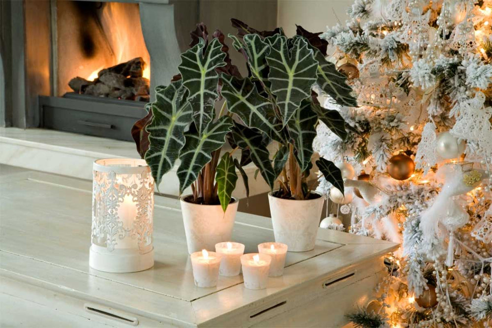 
                  
                    Alocasia 'polly' - Πρόταση διακόσμησης
                  
                