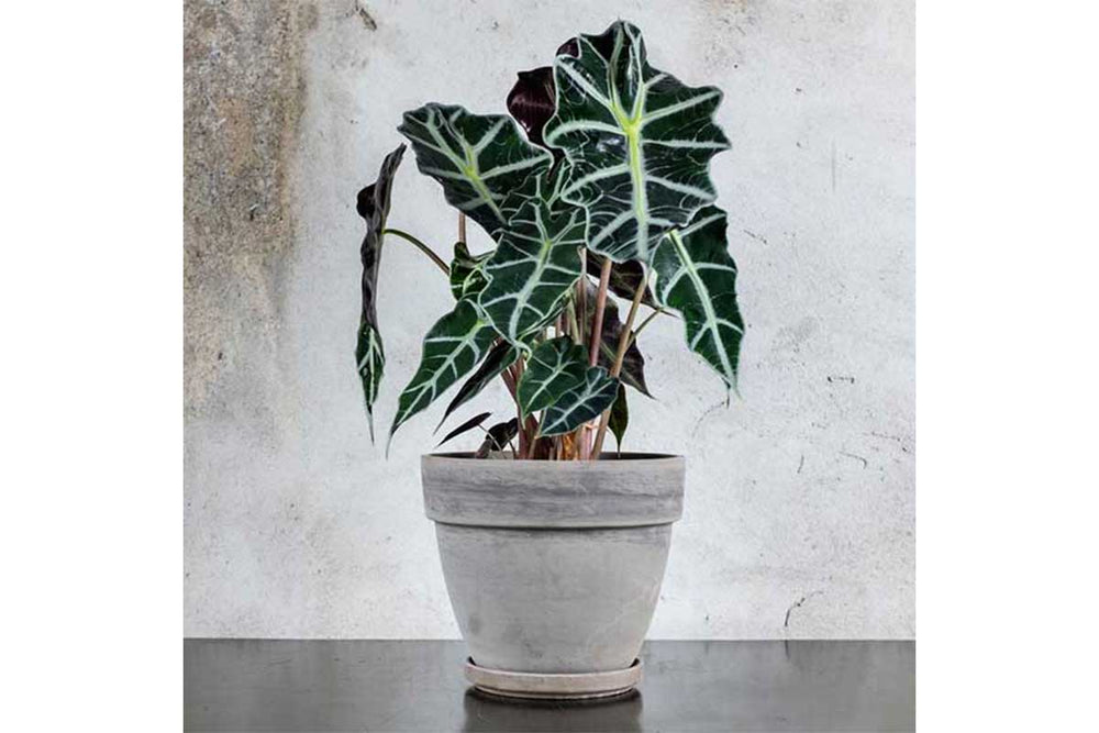 
                  
                    Alocasia 'polly' - Πρόταση διακόσμησης
                  
                