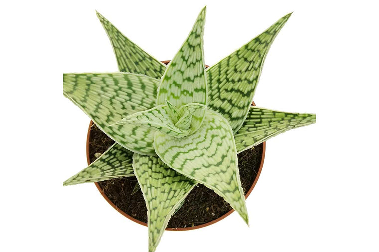 Aloe rauhii 'demi'® 12cm